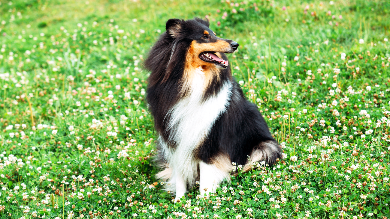 Vuelven los concursos nacionales caninos tras la pandemia a Moralzarzal