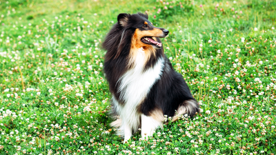 Vuelven los concursos nacionales caninos tras la pandemia a Moralzarzal