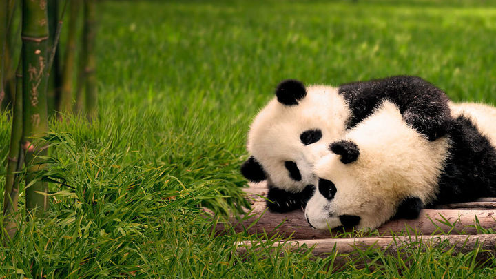 Los  panda bebés del Zoo de Madrid / ZOO MADRID