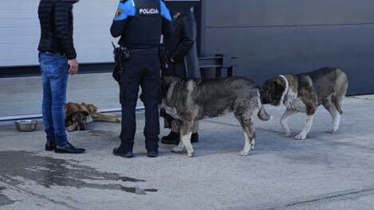 Un agente municipal y otras personas junto al perro, en el suelo, y otros canes