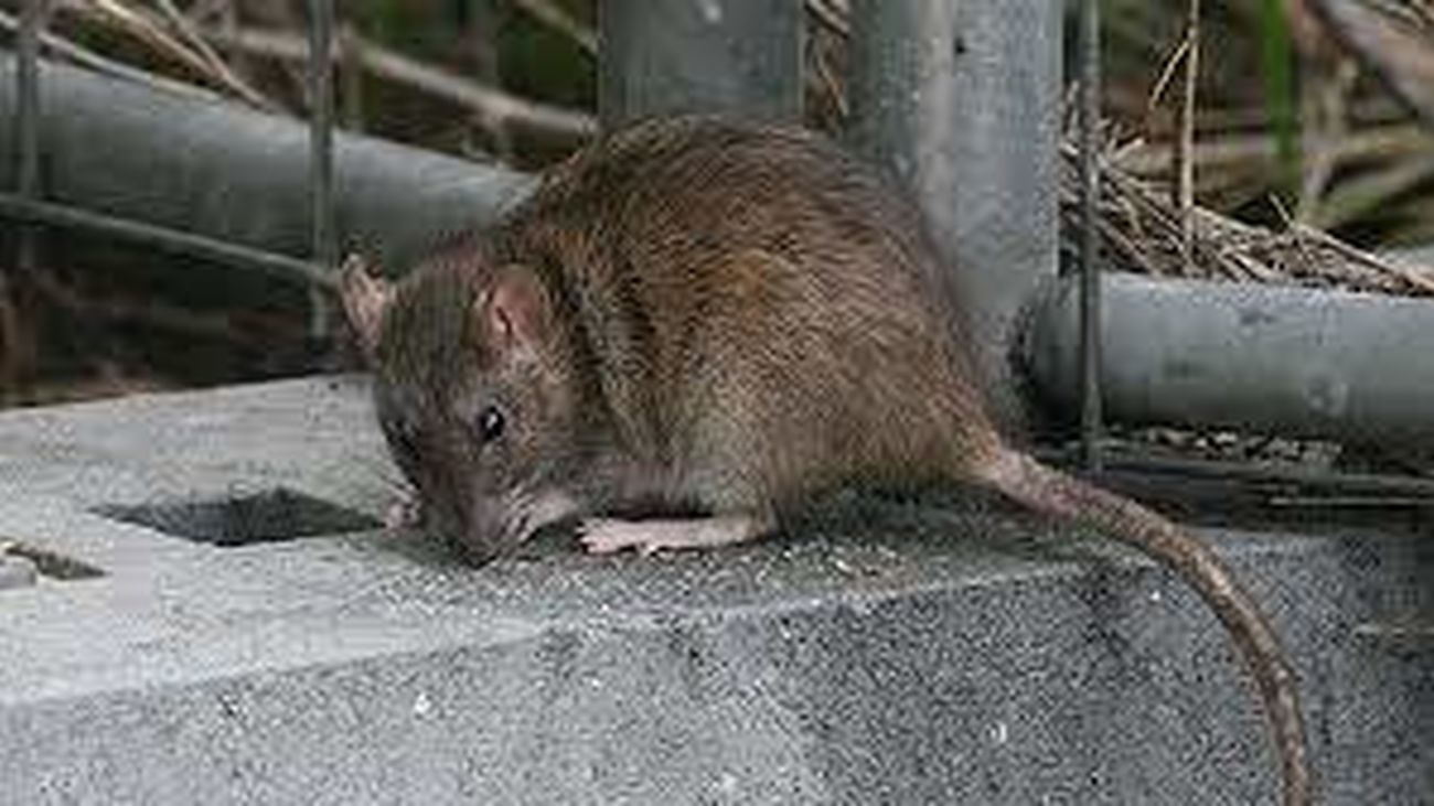 Una rata en la vía pública