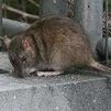 Alertan sobre la proliferación de ratas en Leganés