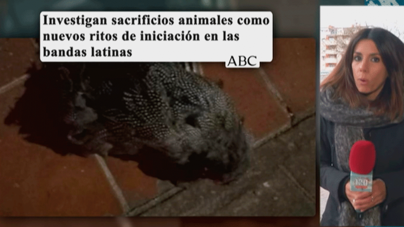 Investigan si las bandas latinas en Madrid hacen sacrificios de animales como ritos de iniciación