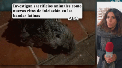Investigan si las bandas latinas en Madrid hacen sacrificios de animales como ritos de iniciación