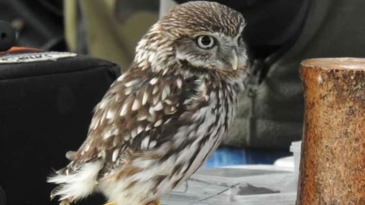 Mochuelo en el Centro de Rehabilitación de Fauna Salvaje en Navas / KUNA IBÉRICA