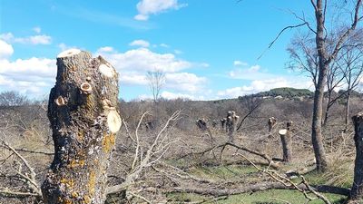 Denuncian talas en una fresneda de gran valor ecológico en un espacio protegido de la Comunidad de Madrid