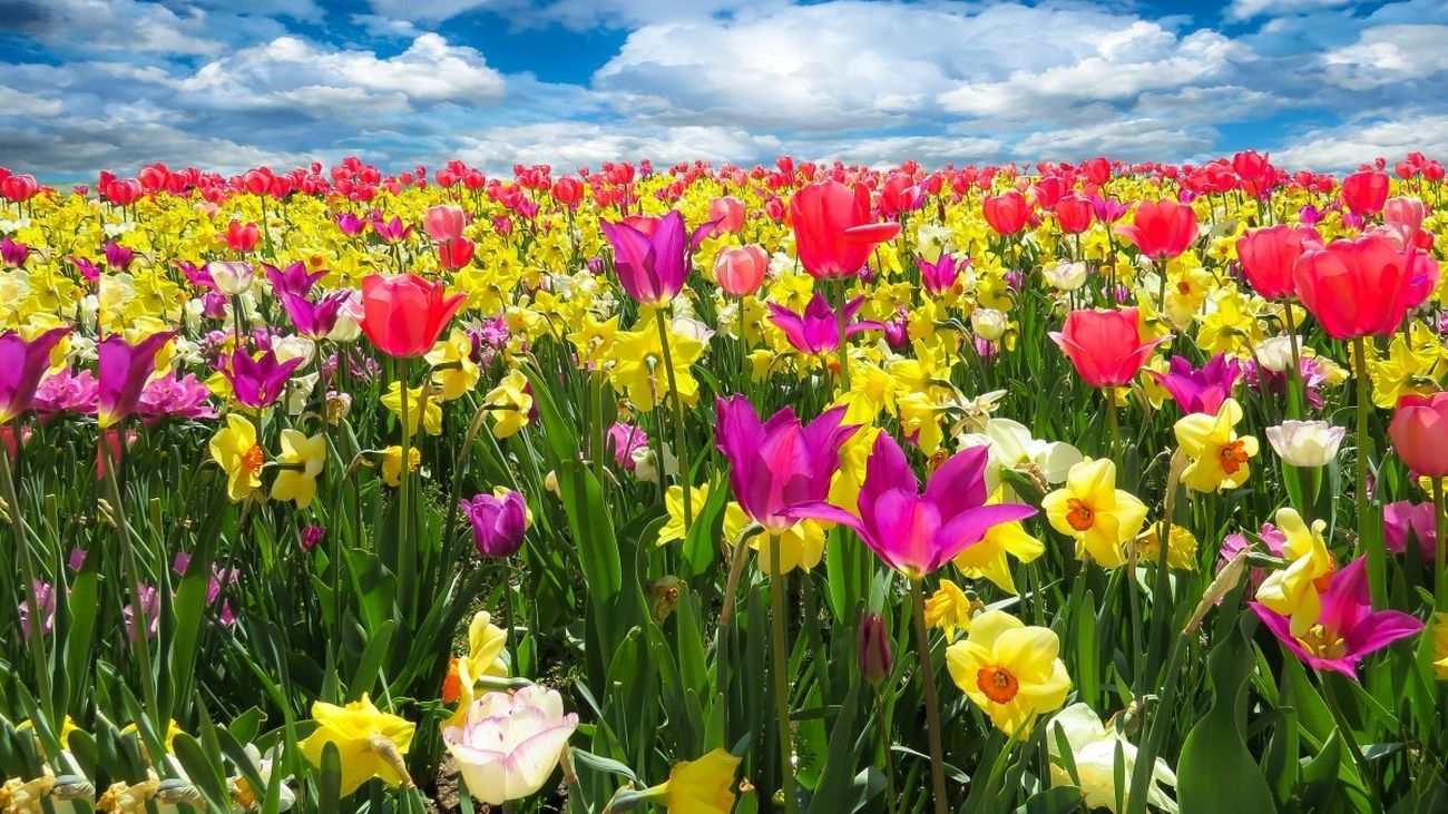 La primavera será cálida en toda España, tras el invierno más seco en 61 años