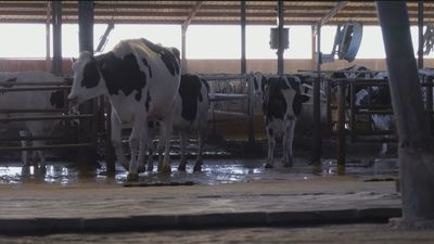 La industria láctea paraliza su actividad por la huelga de transportistas