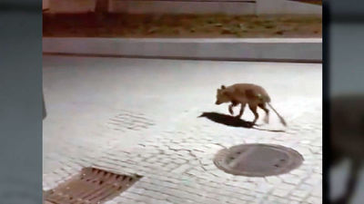 Duele ver el estado del 'zorro del Manzanares': cojo, sin cola y moribundo por las calles de Madrid