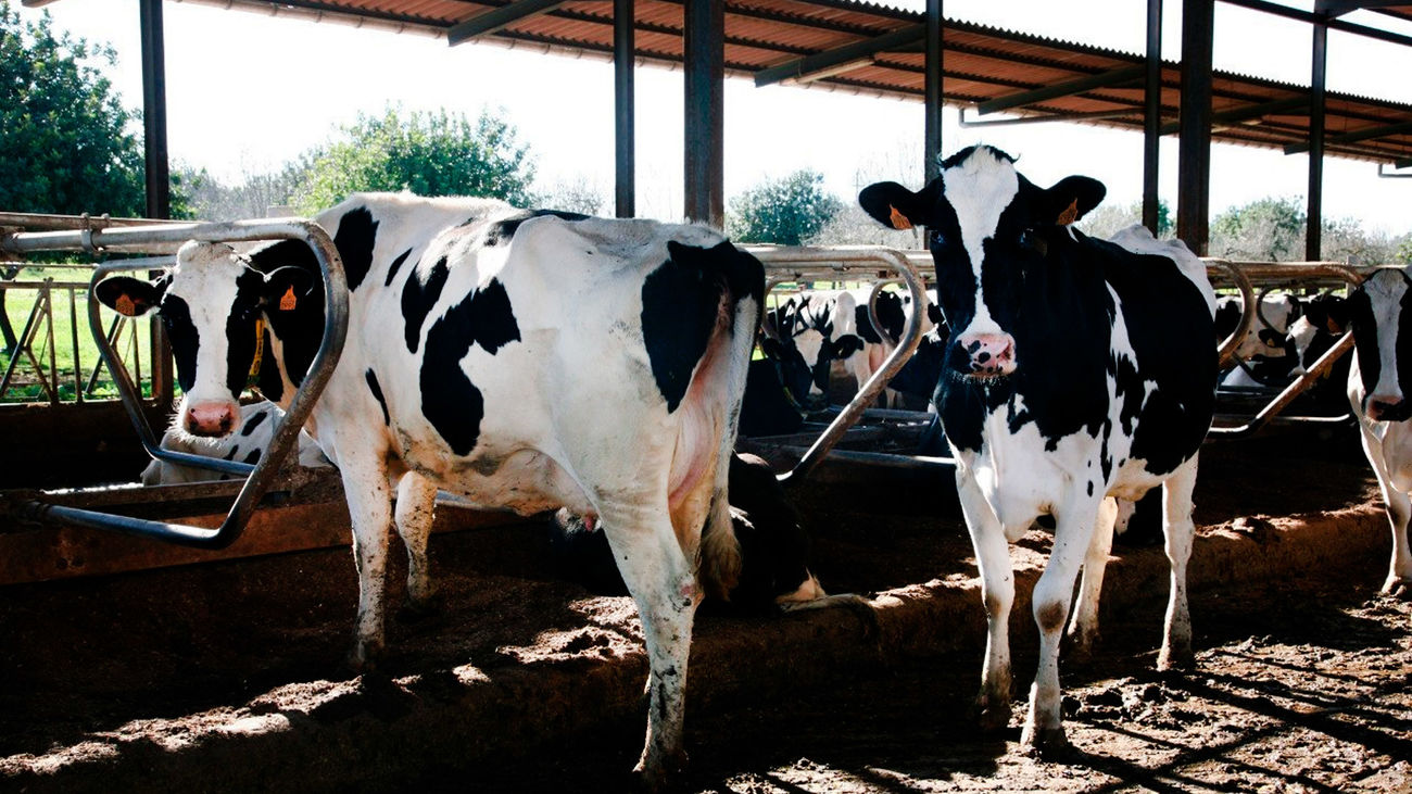 El sector lácteo reclama soluciones urgentes: "es inasumible esperar al día 29"