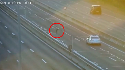 La Guardia Civil rescata una galga extraviada que corría por el bus VAO de la A-6