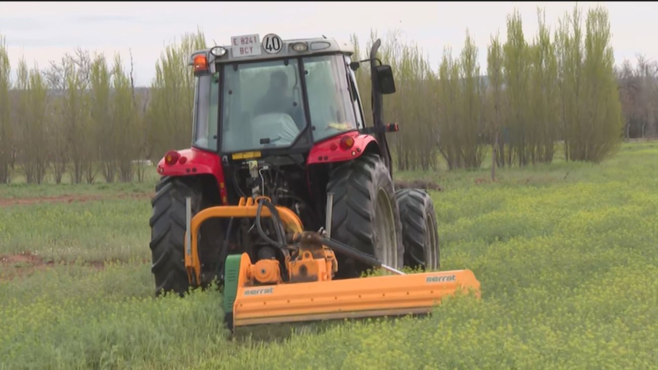 Las fincas del IMIDRA se preparan para producir más maíz para evitar el desabastecimiento