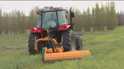 Las fincas del IMIDRA se preparan para producir más maíz para evitar el desabastecimiento