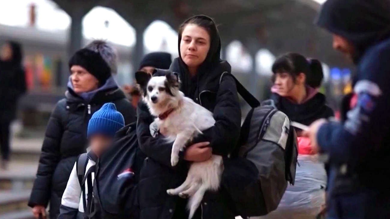 Dos ambulancias veterinarias viajan a Ucrania con 2.000 kg de pienso y medicinas