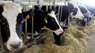 La industria láctea pierde tres millones de litros y empieza a redistribuir leche por la huelga en el transporte