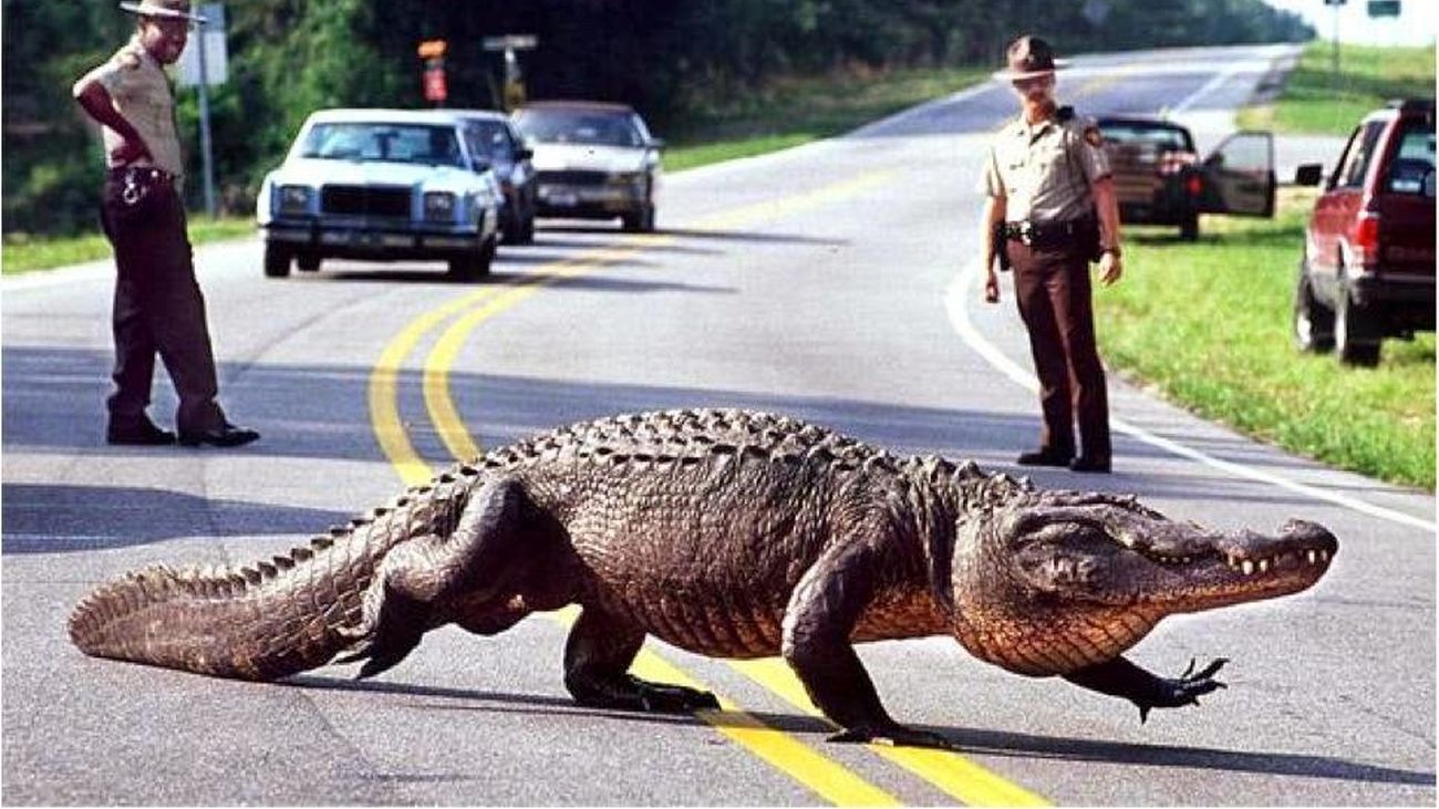 Agentes cortan el tráfico para que cruce un caimán la carretera en Florida