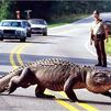 Un automovilista y un caimán chocan en una carretera de EEUU y mueren los dos