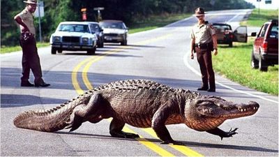Un automovilista y un caimán chocan en una carretera de EEUU y mueren los dos