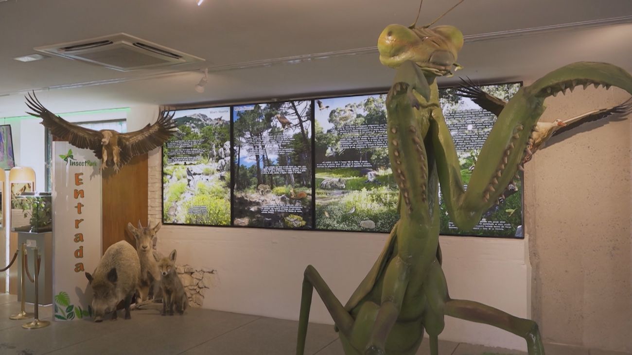 ¿Te atreverías a tocar los insectos de este museo de San Lorenzo de El Escorial?