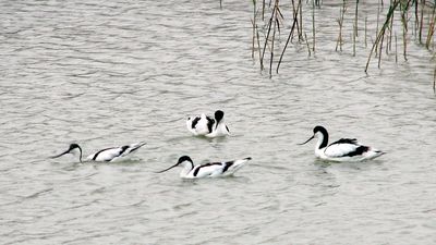 Madrid establece medidas sanitarias en municipios para prevenir gripe aviar