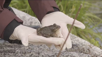 La antigua presa de La Alberca en Cenicientos dispone de la mayor charca de anfibios europea tras su rehabilitación