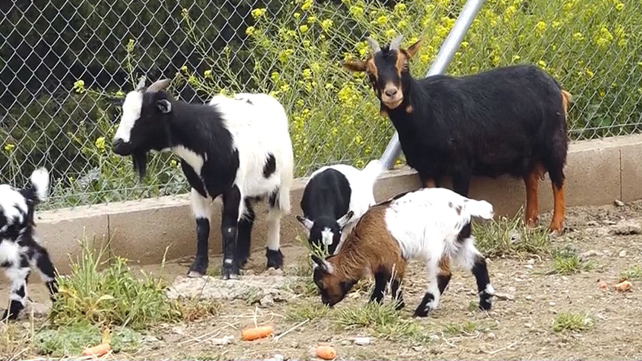 Rescatan a varios animales tras la redada en la Cañada Real