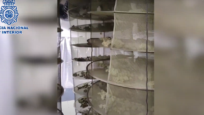 Requisados 22 kilos de cogollos de marihuana en un chalé de Fuente el Saz del Jarama