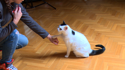 Las claves para una buena convivencia en casa entre perros y gatos