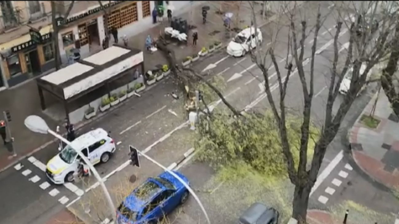 Milagro en Madrid: cae un gran árbol en el paseo de la Florida, cerca de Casa Mingo, sin provocar heridos de gravedad