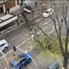 Milagro en Madrid: cae un gran árbol en el paseo de la Florida, cerca de Casa Mingo, sin provocar heridos de gravedad