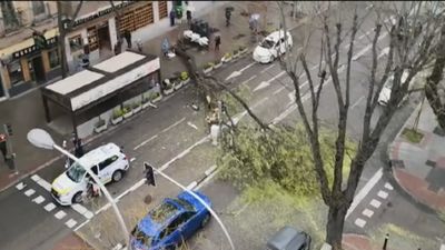 Milagro en Madrid: cae un gran árbol en el paseo de la Florida, cerca de Casa Mingo, sin provocar heridos de gravedad