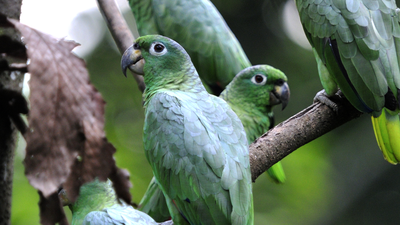 Los vecinos de Móstoles denuncian llevar años conviviendo con el ruido de las cotorras