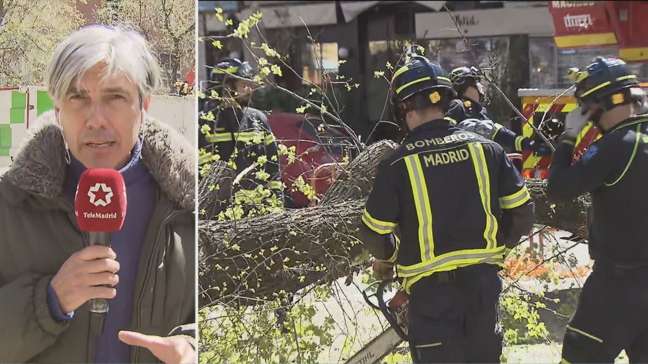 Se desploman tres árboles  en la calle Príncipe de Vergara