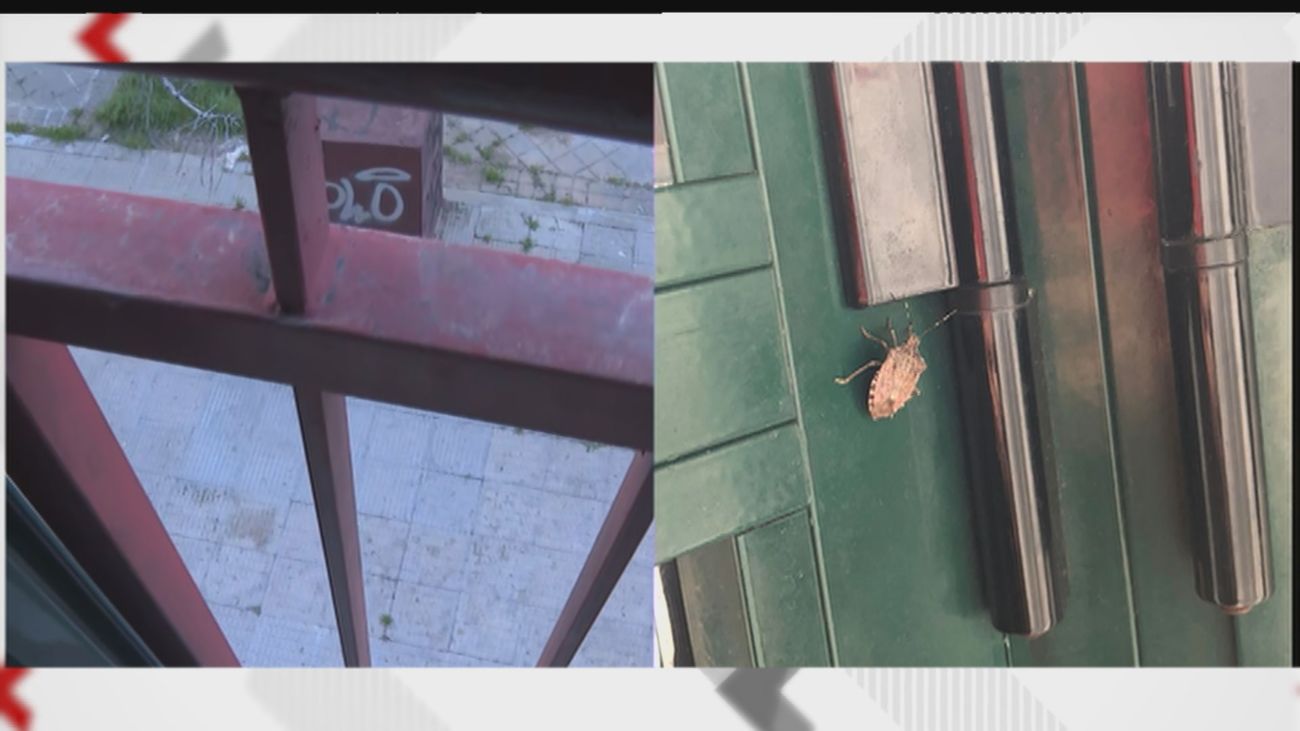 'Chinches apestosas' como vecinas en una calle de Moratalaz