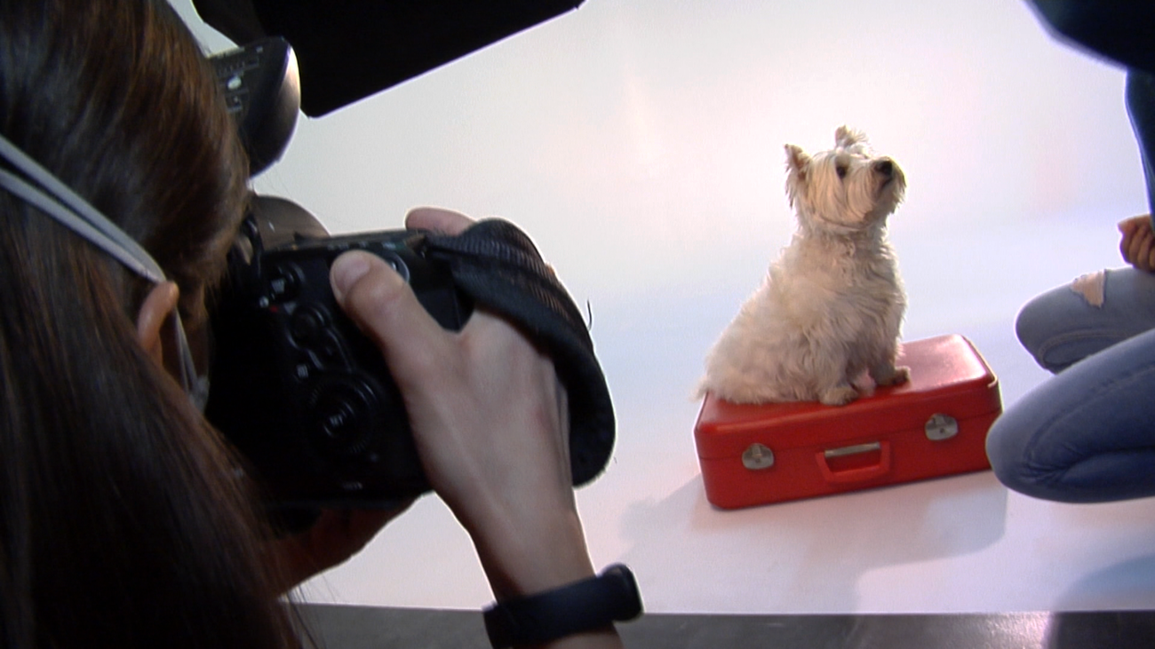 Trucos para sacar las mejores fotos a nuestra mascota