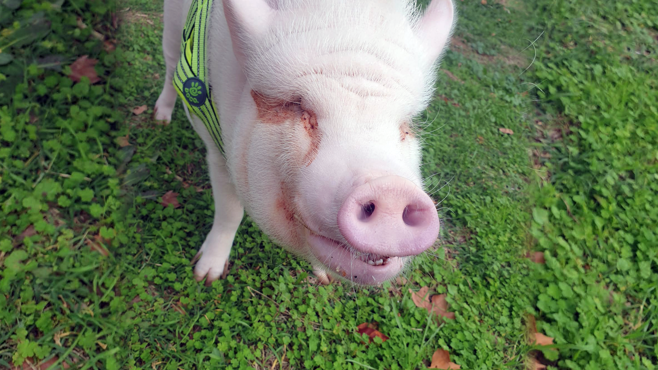 Ayuda económica para curar a Bacon, el cerdito influencer de La Elipa