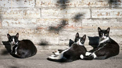 UGT denuncia que una colonia de gatos altera el orden en Hospital de Móstoles