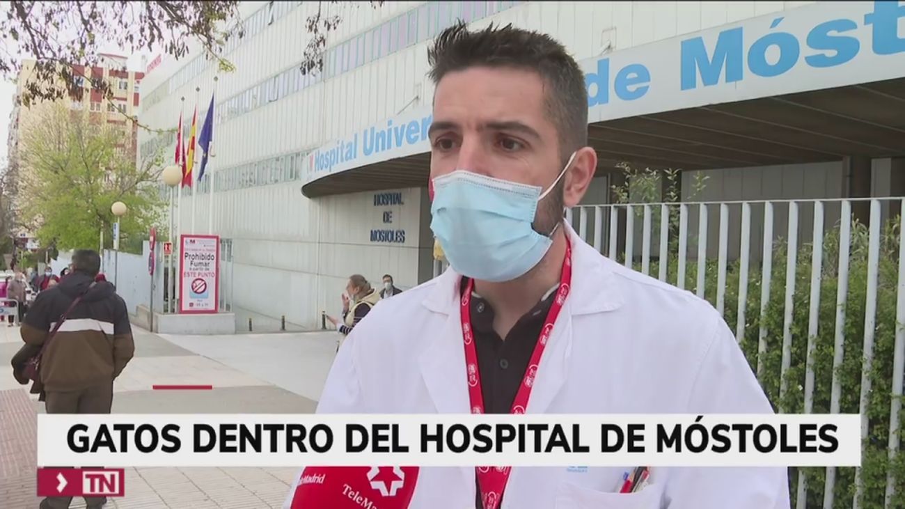 Alarma en el Hospital de Móstoles por una colonia de gatos que campa a sus anchas por el centro hospitalario