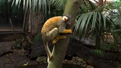 Vuelve la interacción con los monos saimiri a Faunia