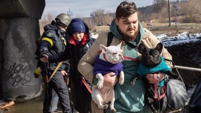 Veterinarios piden a las CCAA que asuman su responsabilidad con animales procedentes de Ucrania