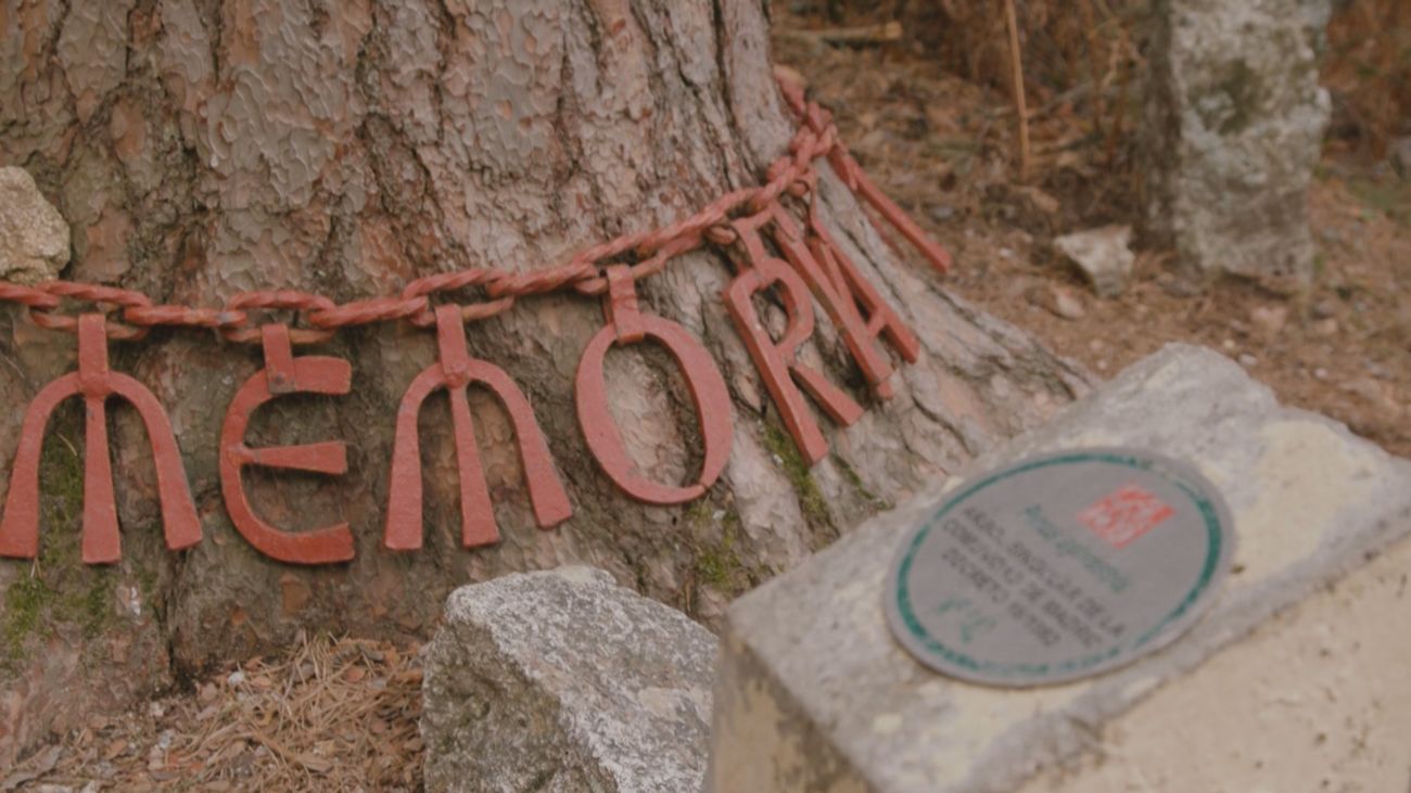 La bonita historia de amor del Pino de la Cadena de Navacerrada