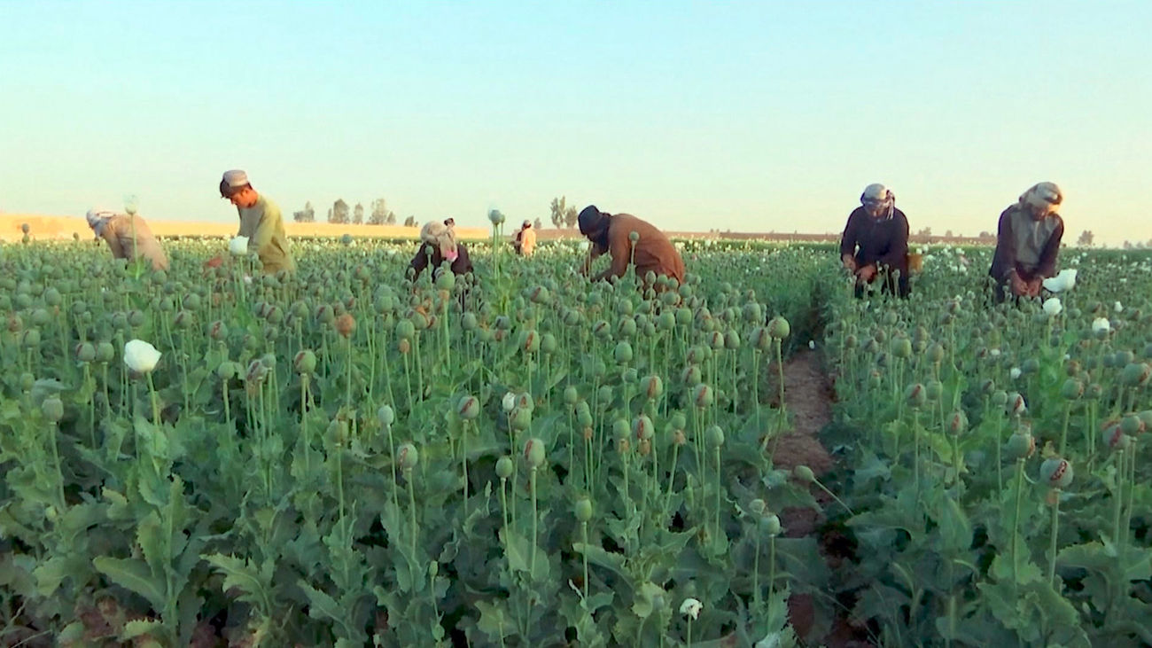 Los talibanes prohiben el cultivo de opio en Afganistán, el mayor productor del mundo