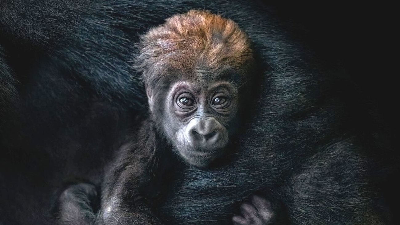 Sinar, el orangután; Hope, el elefantito;  los ositos panda…  y un bebé gorila que busca nombre:  La vida se abre camino en el Zoo