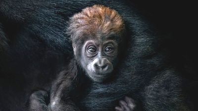 Sinar, el orangután; Hope, el elefantito;  los ositos panda…  y un bebé gorila que busca nombre:  La vida se abre camino en el Zoo