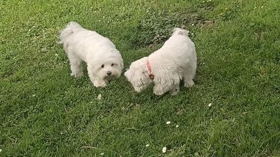 Arroyomolinos intensifica la lucha contra las cacas de perros