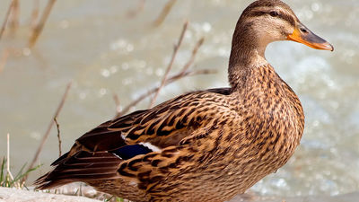 Detectado un nuevo caso de gripe aviar en Alcorcón