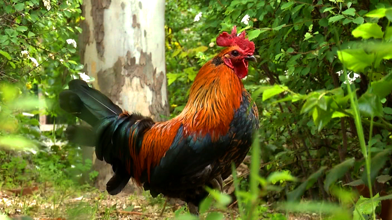 Dos gallos andan sueltos en pleno Móstoles