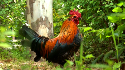 Dos gallos andan sueltos en pleno Móstoles