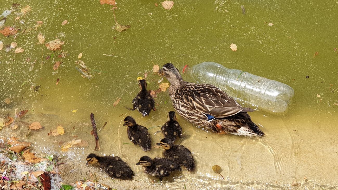 Una hembra de ánade real con sus crías nadando en el lago del Parque Juan Carlos I de Madrid