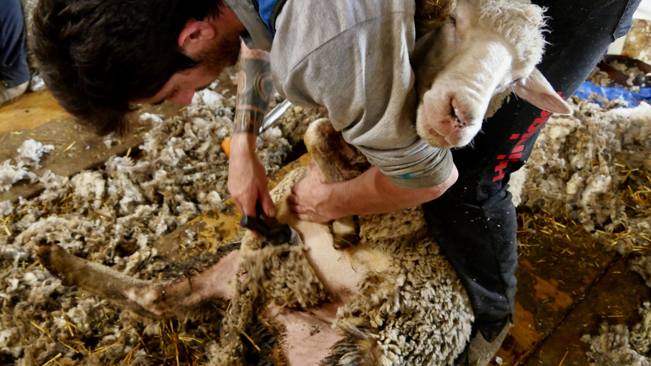 Esquilador con una de las ovejas del rebaño de la Sierra de Guadarrama